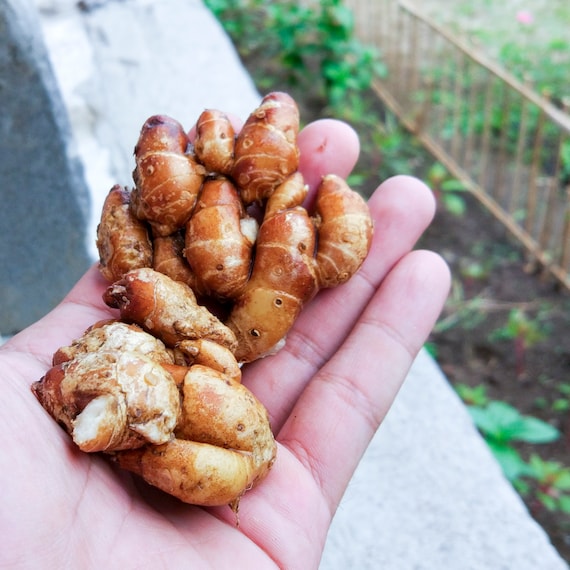 楽天市場】ケンフェリア（ガランガ） 4.5号 プラスチック鉢 1鉢
