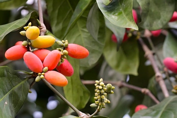 Organic Tropical Seeds Gnetum Gnemon Joint Fir Two Leaf Etsy Finland Organic Tropical Seeds Gnetum Gnemon Joint Fir Two Leaf Etsy Finland