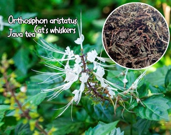 Rare Organic Herb Dried Leaves Cat's whiskers Kidney tea plants or Java Tea Orthosiphon aristatus