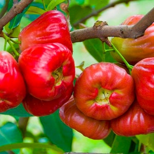Indonesia Red Jambu air seeds Syzygium aqueum Watery rose apple, water apple, bell fruit