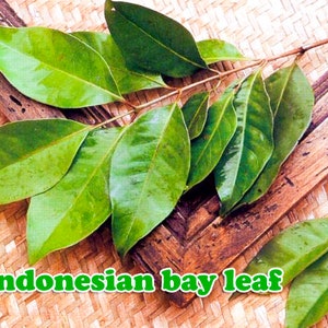 Fresh Indonesian bay leaf Syzygium polyanthum Daun salam, Javanese cuisine spices