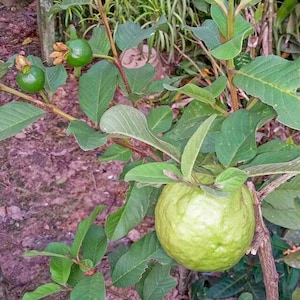 Indonesia Crystal Guava Seeds Jambu Kristal Psidium guajava, the common guava, yellow guava, lemon guava, apple guava image 2