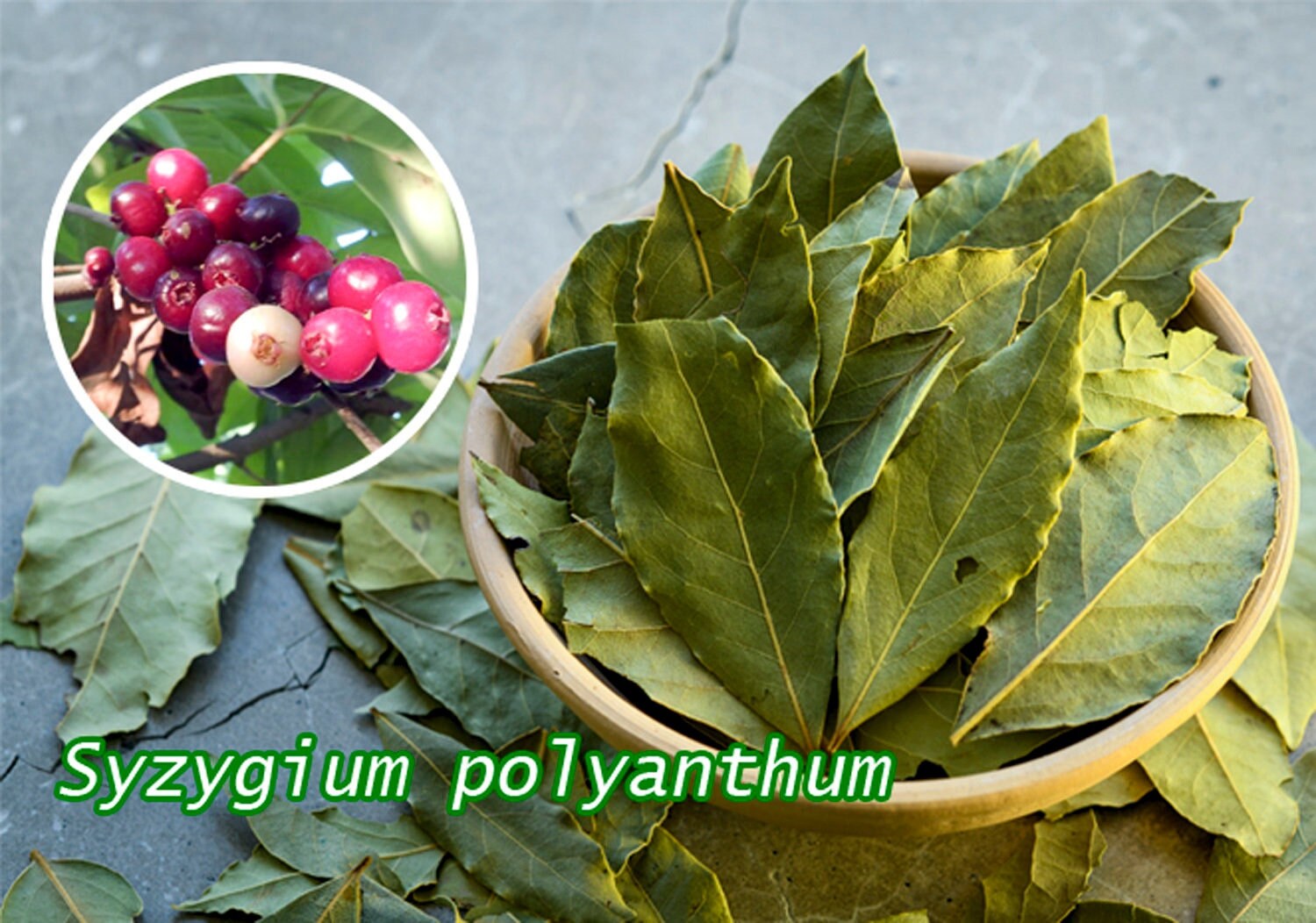 100++ Syzygium polyanthum Seeds Daun salam, Indian bay leaf, Indonesian