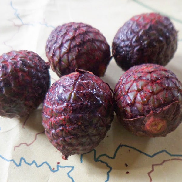 Fruit Daemonorops Draco Seed Indonesia - Dragons Blood Incense, Ritual, Energy Clearing, Healing, Banishing, Spell Casting, Protection