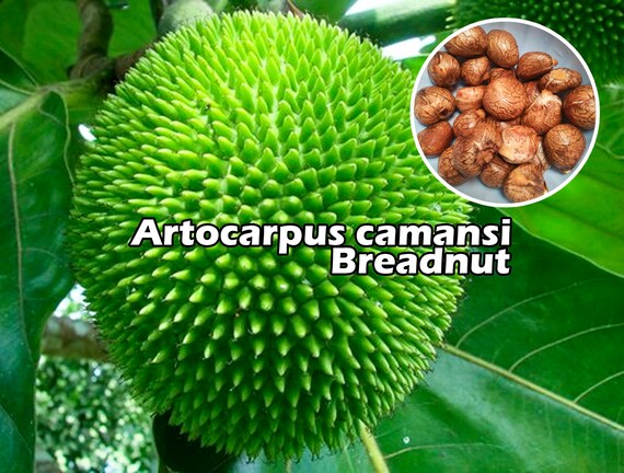 Rare Tropical Artocarpus camansi / Artocarpus altilis Breadnut Seeds Plant Native Maluku Islands Indonesia