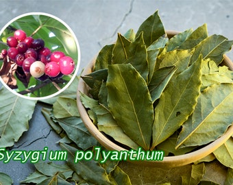 Indonesian bay leaf seeds Syzygium polyanthum Daun salam, Javanese cuisine spices