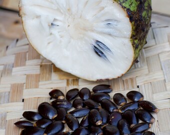 オーガニックトロピカルサワーソップ種子 Annona muricata