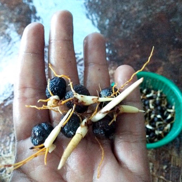 Sprouts Seeds Daemonorops Draco Indonesia - Dragons Blood Incense, Ritual, Energy Clearing, Healing, Banishing, Spell Casting, Protection