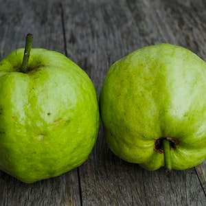 Indonesia Crystal Guava Seeds Jambu Kristal Psidium guajava, the common guava, yellow guava, lemon guava, apple guava image 3