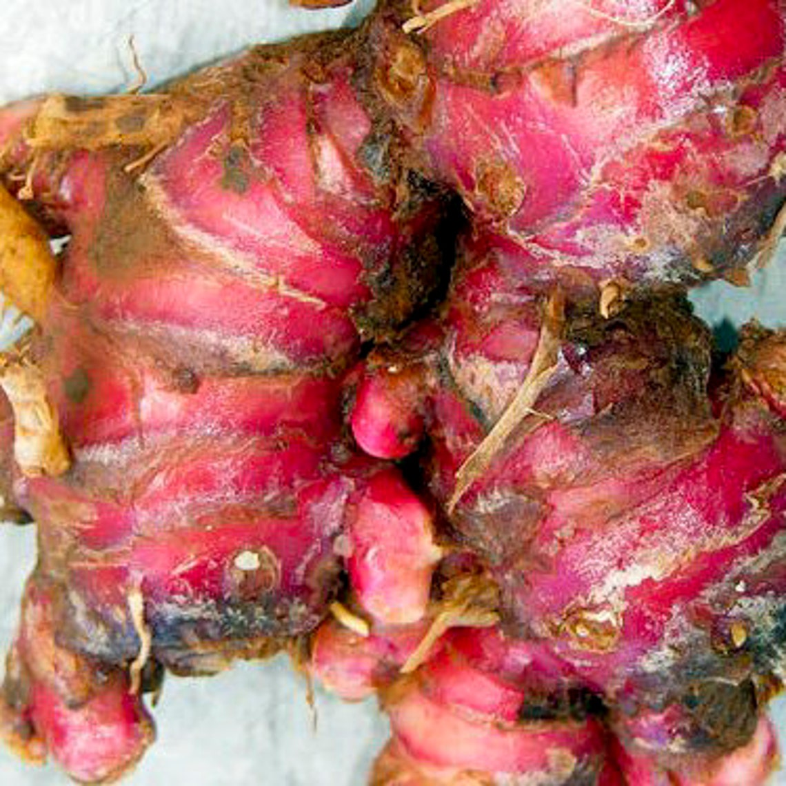 Fresh & Organic Red Ginger Zingiber Officinale Live Root Plant Reduce