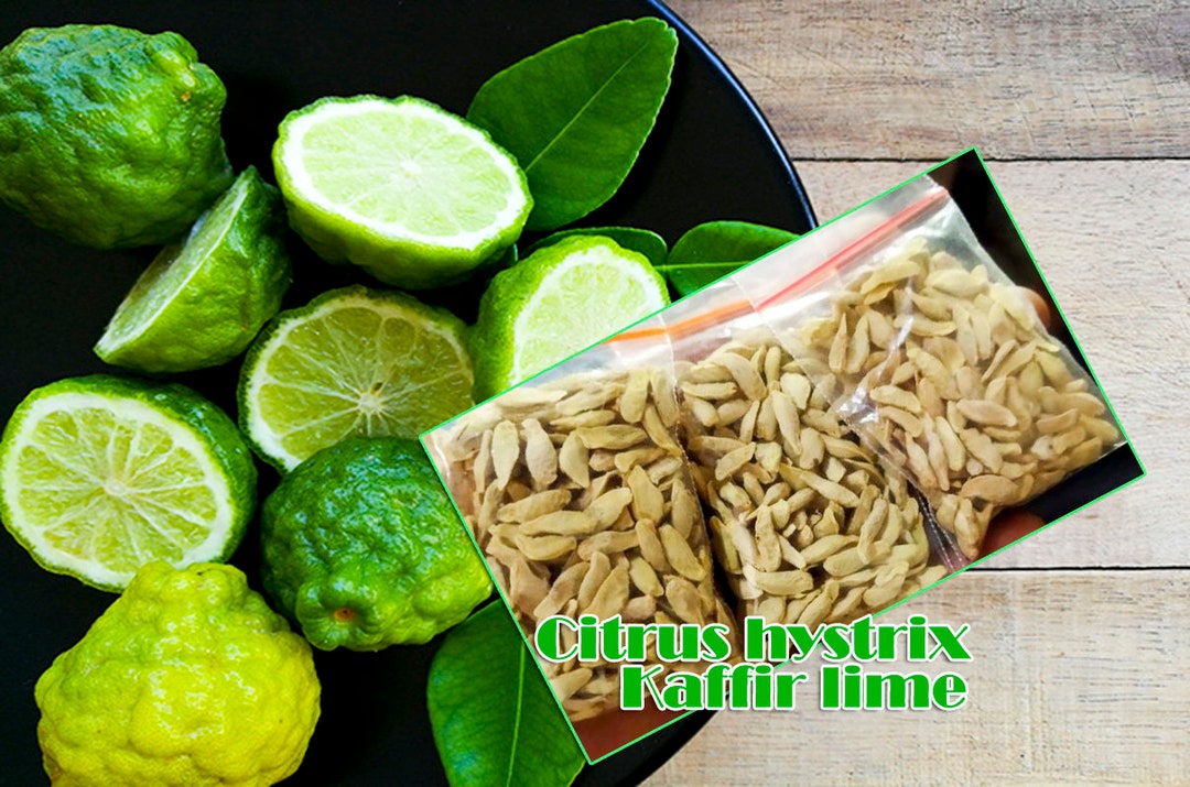 thumbnail image 2 of Preț: €3.50 - KAFFIR LIME Seeds (Citrus Hystrix 2 of 9