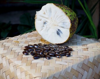 ゴールデンサワーソップ苗(Annona muricata) Golden Soursop (ANNONA MURICATA) Live Fruit Plant