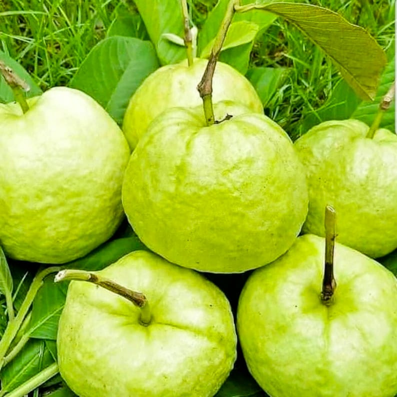Indonesia Crystal Guava Seeds Jambu Kristal Psidium guajava, the common guava, yellow guava, lemon guava, apple guava image 4