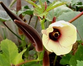 Okra Burgundy Vegetable Flora 5 Seeds (Gorgeous, delicious and prolific heirloom that qualifies as an edible ornamental.) AUSTRALIA