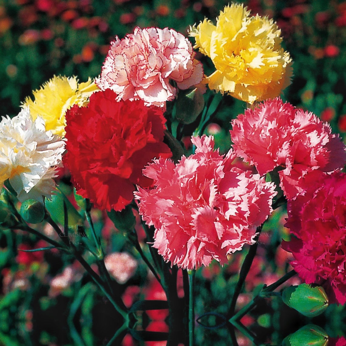 Carnation Choice Double Mixed Annual 35 Seeds Etsy Australia