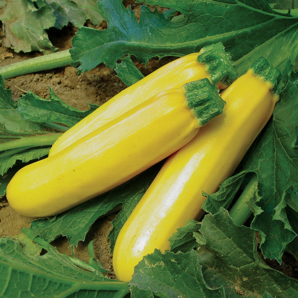 Zucchini Gold Rush F1 Plant Vegetable 5 Seeds this Hybrid Etsy