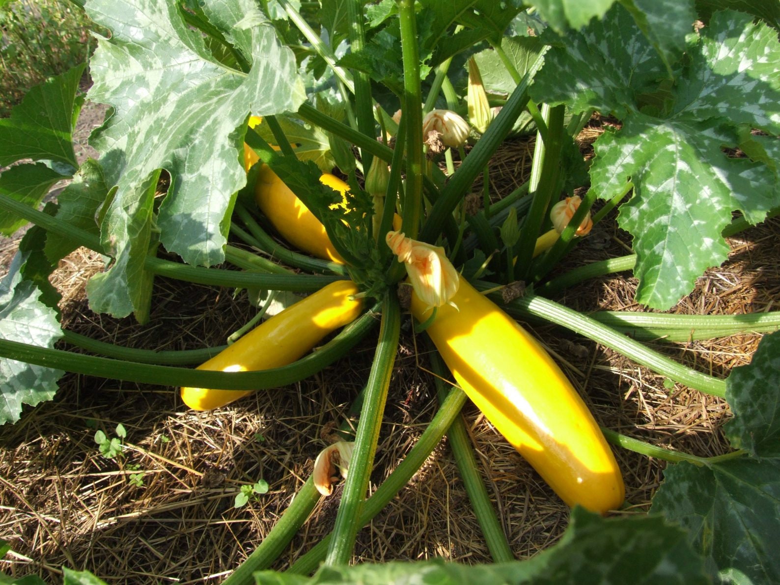 Zucchini Gold Rush F1 Plant Vegetable 5 Seeds this Hybrid Etsy
