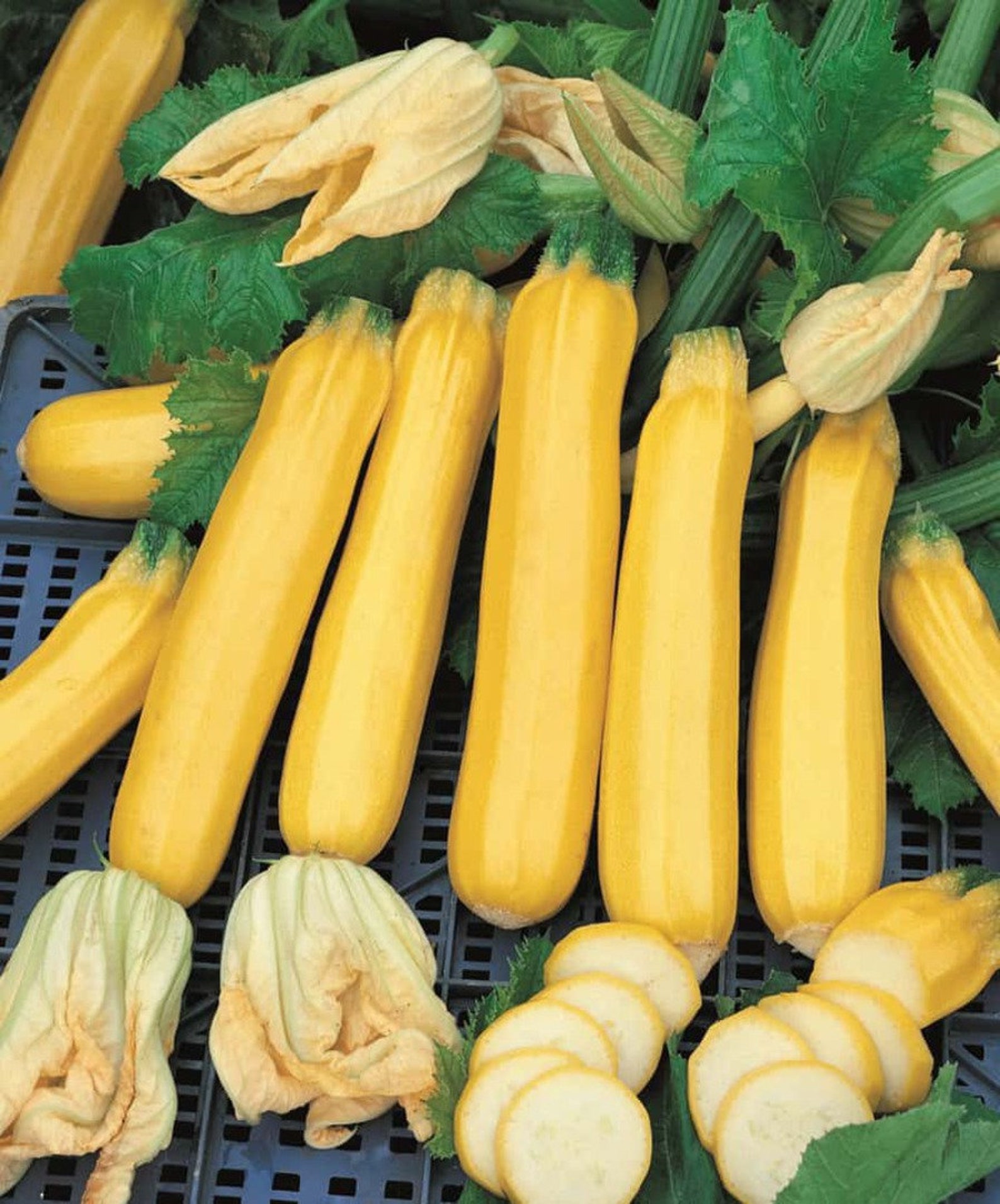 Zucchini Gold Rush F1 Plant Vegetable 5 Seeds this Hybrid Etsy