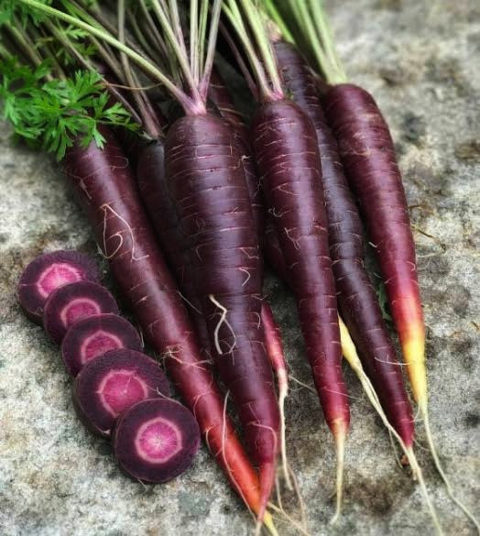 Carrot Purple Sun F1 75 Seeds attractive Dark Purple Roots Etsy
