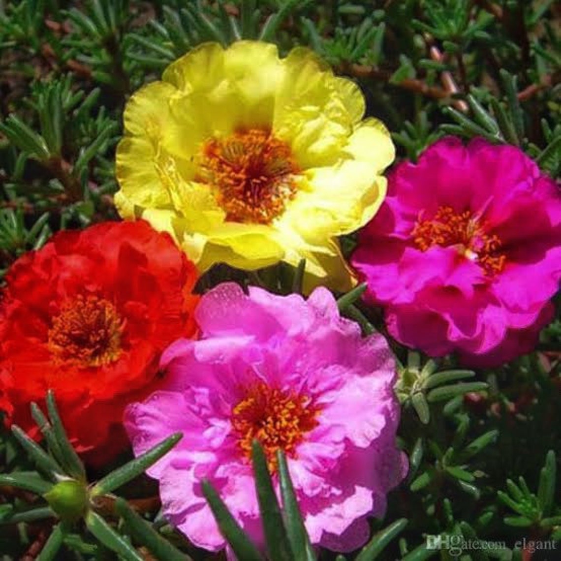 Portulaca Double Mixed 350 Seeds Annual brightly Coloured Etsy