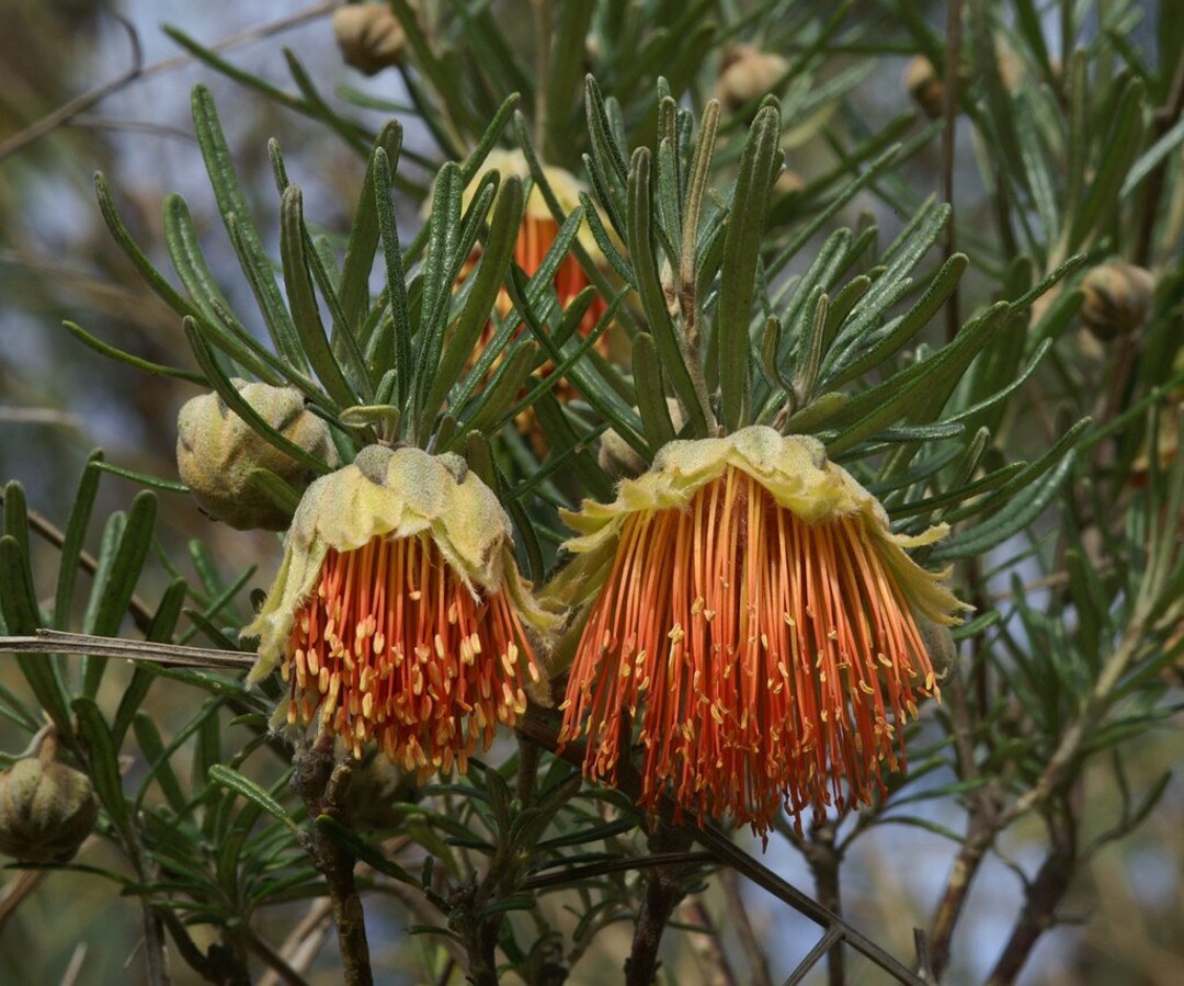 Yanchep Rose Plant Flower Australian Native 15 Seeds Annual Etsy