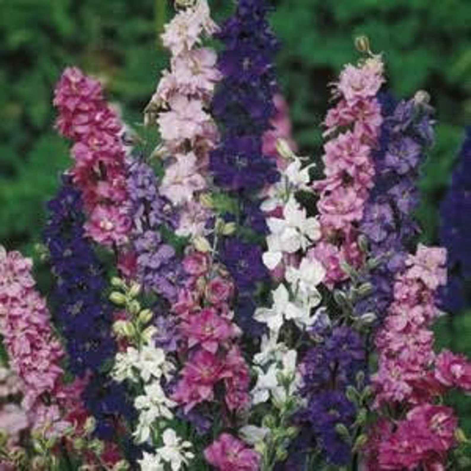 Larkspur Giant Imperial Mixed 75 Seeds Annual For Bedding