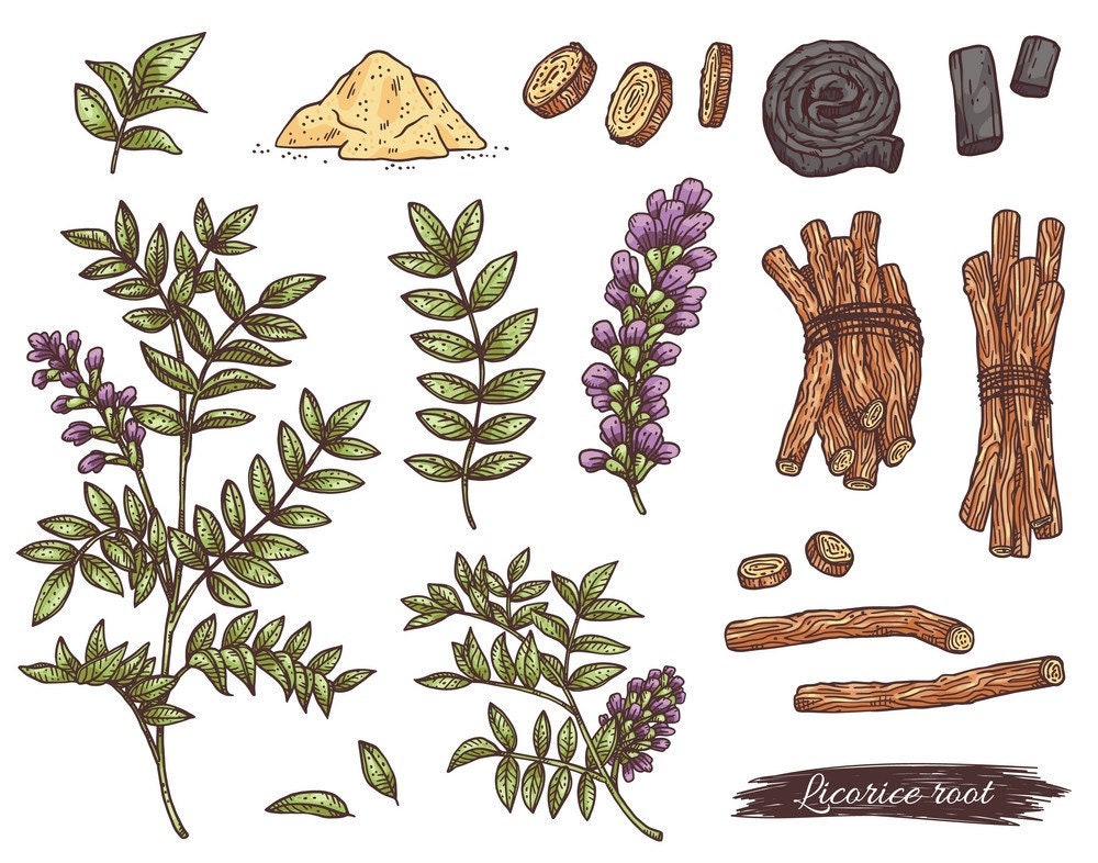 Licorice Root Plant Flower Flora 5 Seeds Perennial Etsy