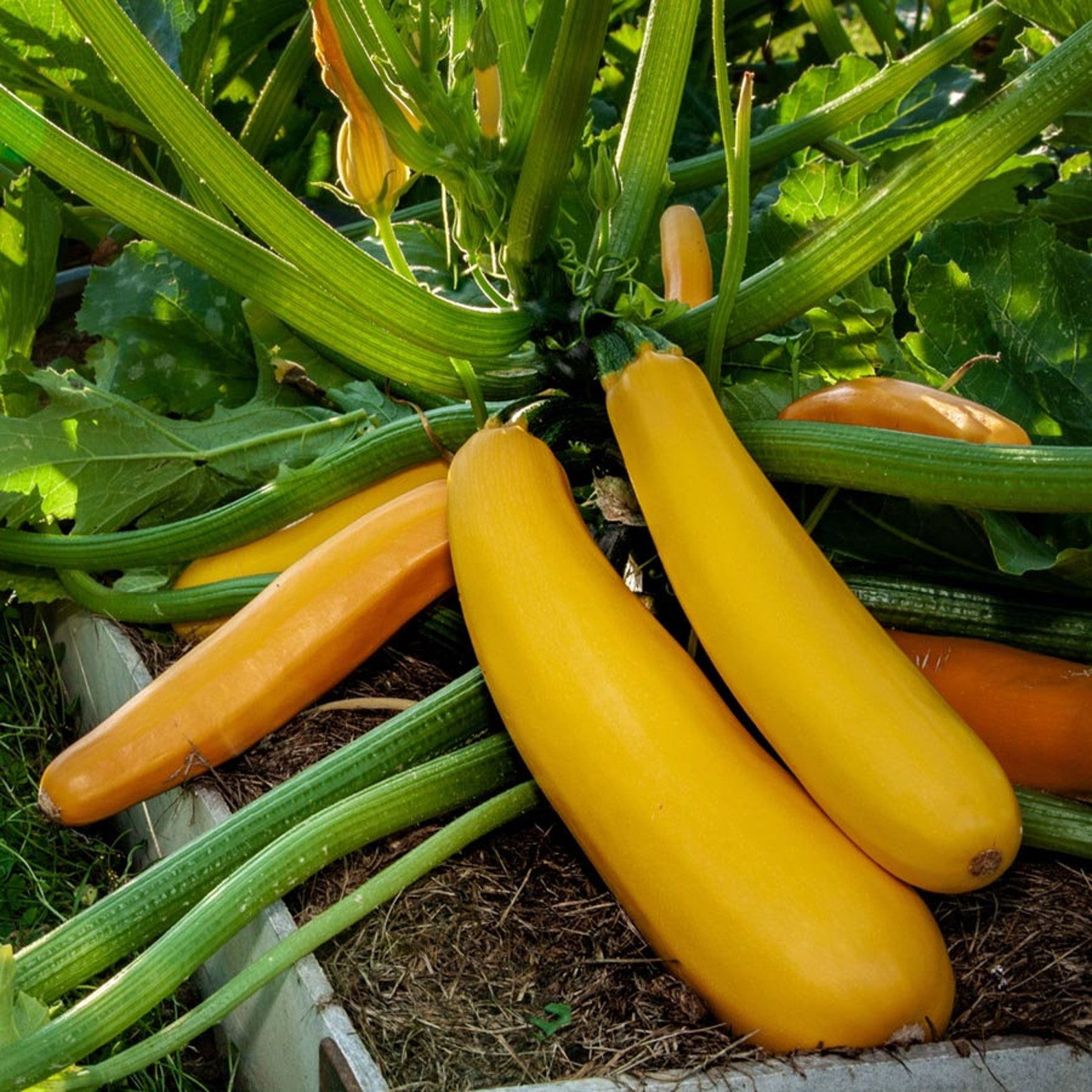 Zucchini Gold Rush F1 Plant Vegetable 5 Seeds this Hybrid Etsy