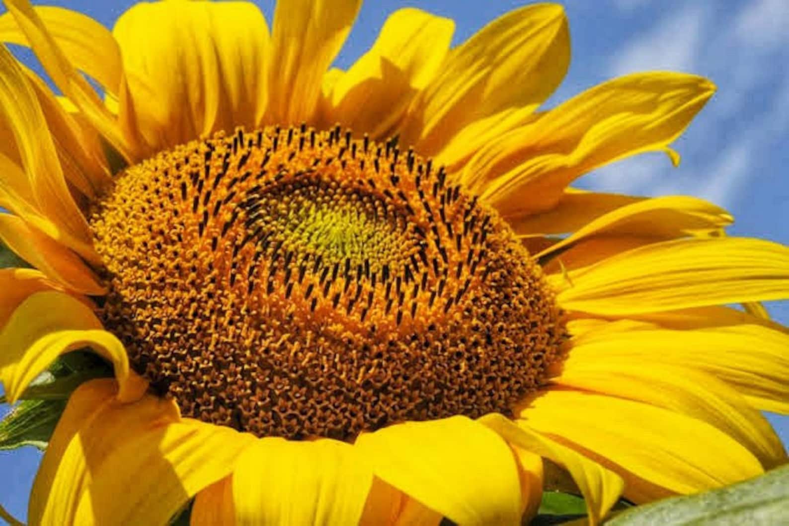Sunflower Giant Russian 25 Seeds Fast Growing With Single Etsy