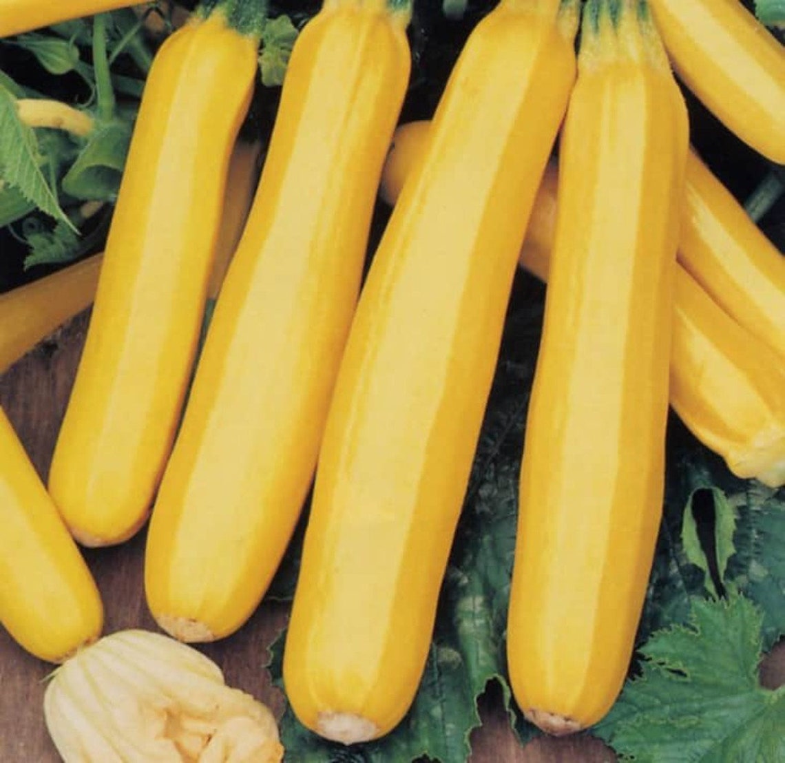 Zucchini Gold Rush F1 Plant Vegetable 5 Seeds this Hybrid Etsy
