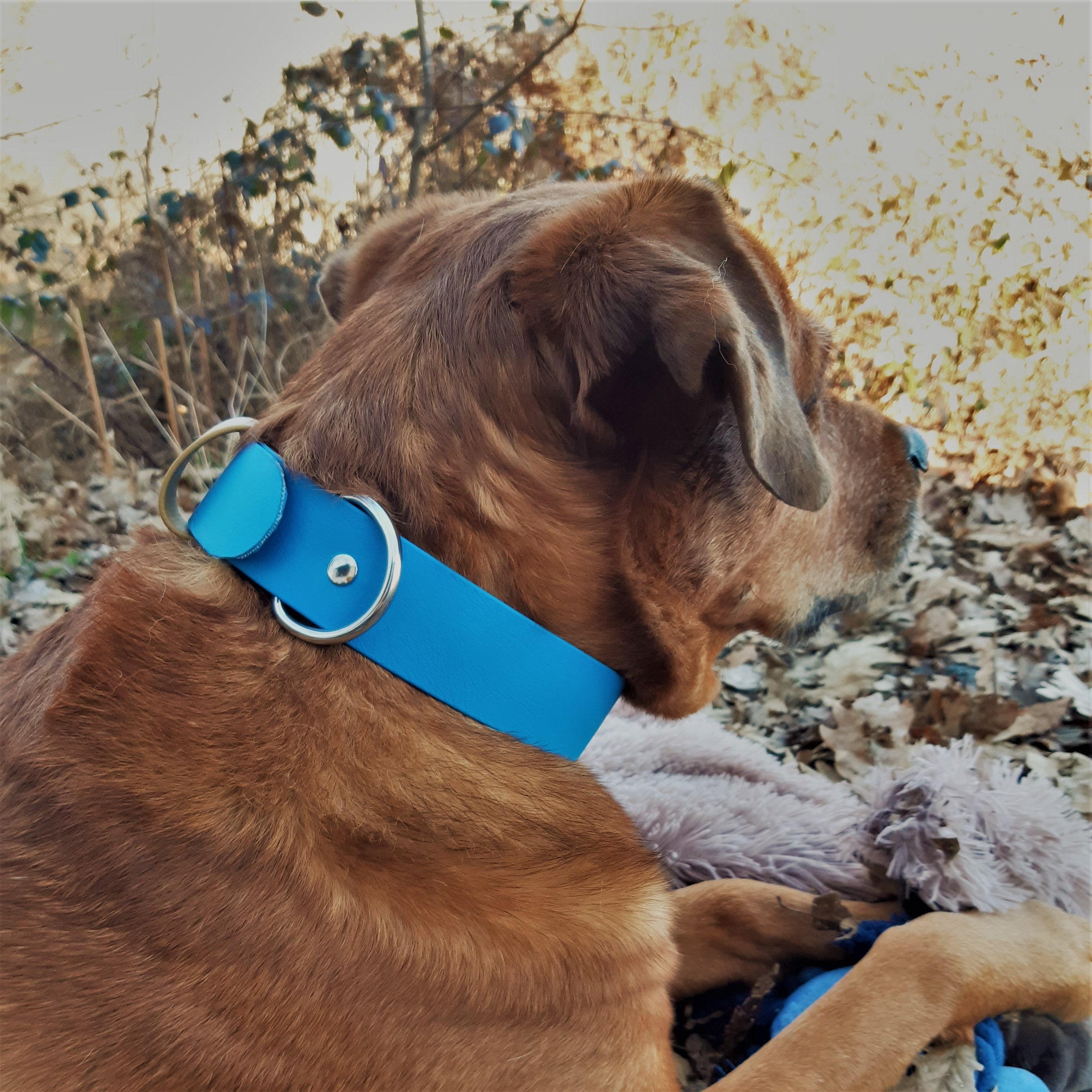 Collier Xtra Large Biothane 40mm Boucle Inox