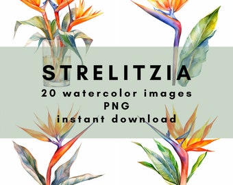 Strelitzia from South Africa. 20 watercolor images in PNG (300DPI) format for instant download and commercial use.