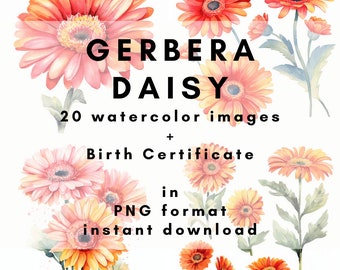 April Birth Flower: GERBERA DAISY - 20 watercolor images + birth certificate in PNG format (400DPI) for instant download and commercial use.