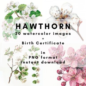 Mei geboortebloem: HAWTHORN - 20 aquarelafbeeldingen + geboorteakte in PNG-formaat (400DPI) voor onmiddellijke download en commercieel gebruik.