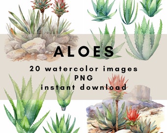 Aloes from South Africa. 20 watercolor images in PNG (300DPI) format for instant download and commercial use.