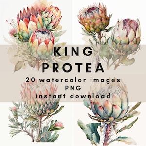 Protea reale dal Sudafrica. 20 immagini ad acquerello in formato PNG (300 DPI) per il download immediato e l'uso commerciale.