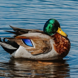 Photo of a Mallard Duck
