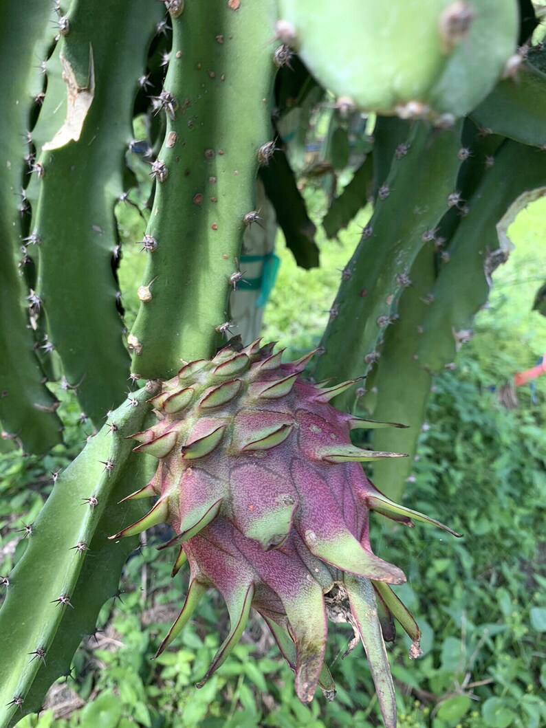 Red Dragon Fruit pitaya CUTTINGS 711 INCH 2 TOTAL Etsy