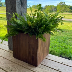 May include: A square wooden planter box with a dark brown finish and visible wood grain patterns. The planter contains a lush, vibrant green fern plant with numerous long, feathery fronds extending outward from the centre of the container.
