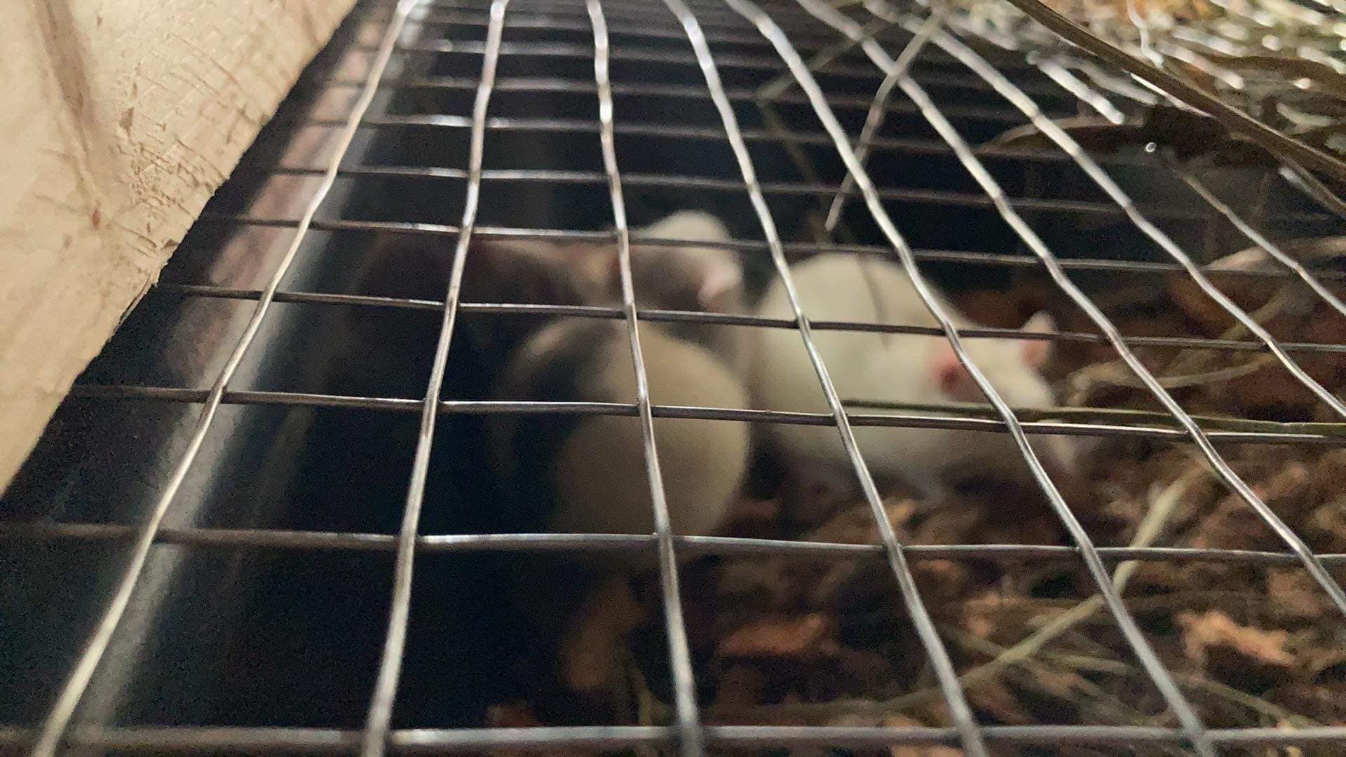 Iowa City Rack Rats Stumps Space-saving Wooden Rodent Rat Breeding Storage Racks - Etsy