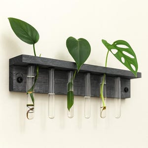 May include: A dark gray wooden propagation station with six clear glass test tubes. Green plant cuttings with various leaf shapes are displayed in the tubes. The station is mounted on a light-colored wall.