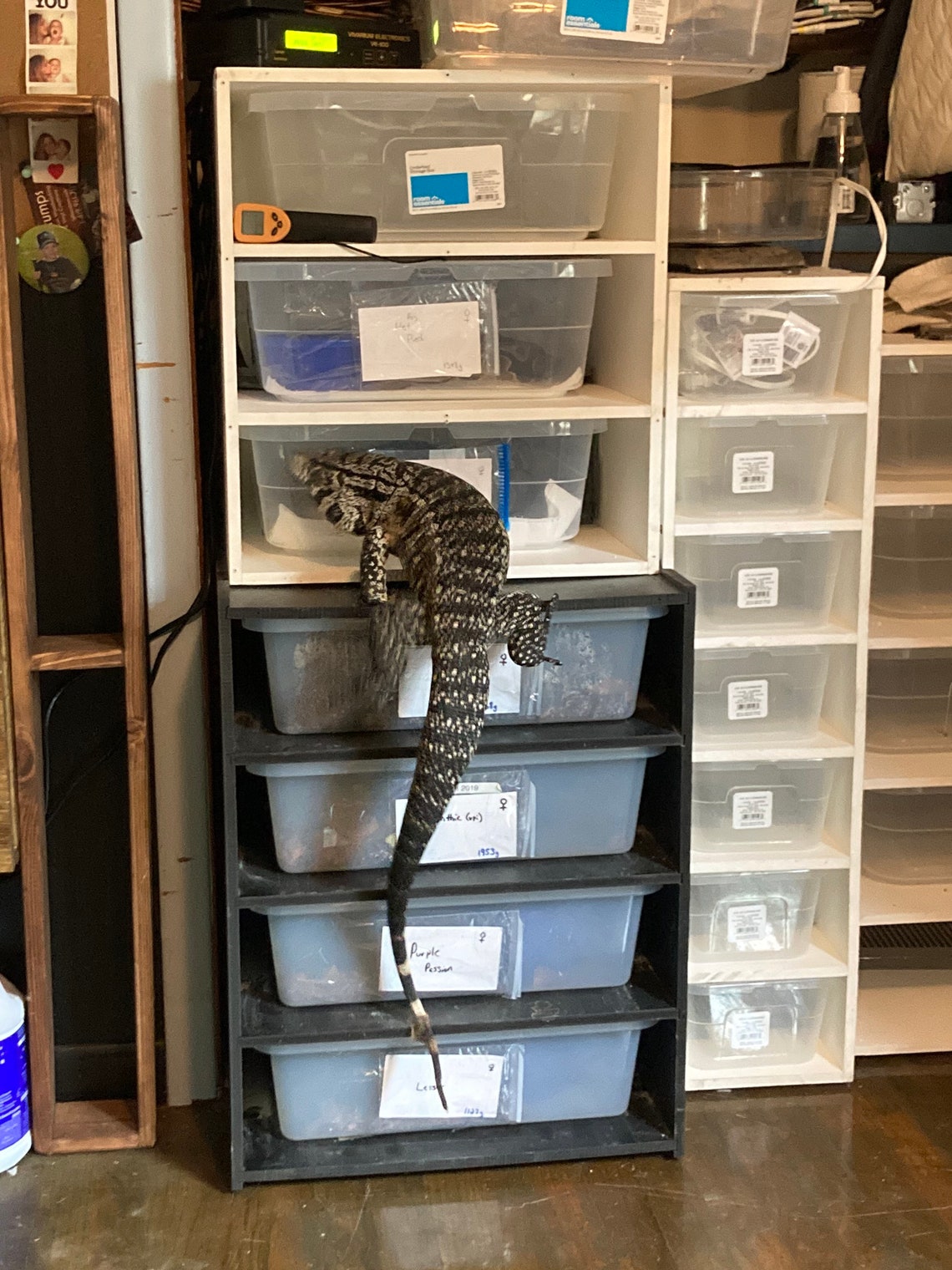 6qt Hatchling Snake Rack 6 Qt Ball Python Rack Snake Rack - Etsy