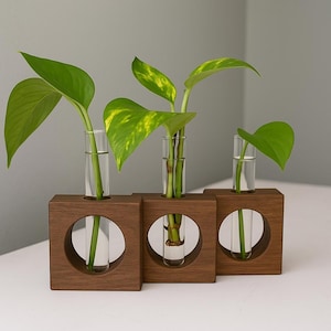 May include: Three wooden propagation stations with clear glass tubes holding green plants. Each station has a square base with a circular cutout. The plants have large, heart-shaped leaves with yellow variegation.