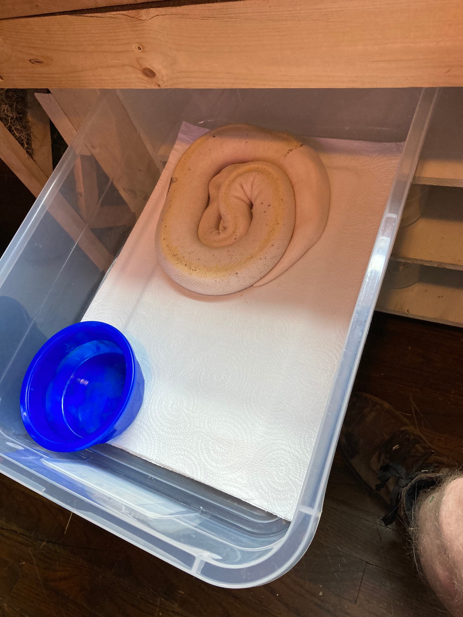 28qt Reptile Snake Rack 28 Qt Ball Python Rack Snake Rack Etsy