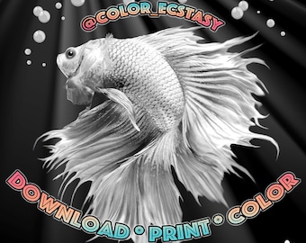 Betta Fish Warrior Animal Empire Coloring Book Beta Fish Coloring Page Print and Color at Home with Watercolor Color Pencil Alcohol Markers