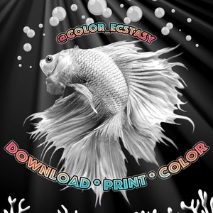 Betta Fish Warrior Animal Empire Coloring Book Beta Fish Coloring Page Print and Color at Home with Watercolor Color Pencil Alcohol Markers