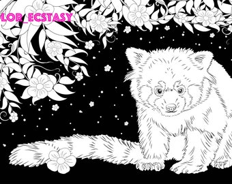 Red Panda 2 Page Coloring Book Download Line Drawing Illustration Coloring Page Digital Download Adult Coloring Pages