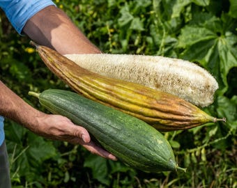 Luffa Loofah Sponge Gourd Seeds (50 Seeds) Grow Your Own Sponges! All Natural!