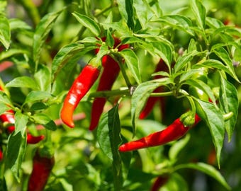 Cayenne Pepper Seeds (~100 Seeds) Grow your own peppers for homemade sauce! All Natural!
