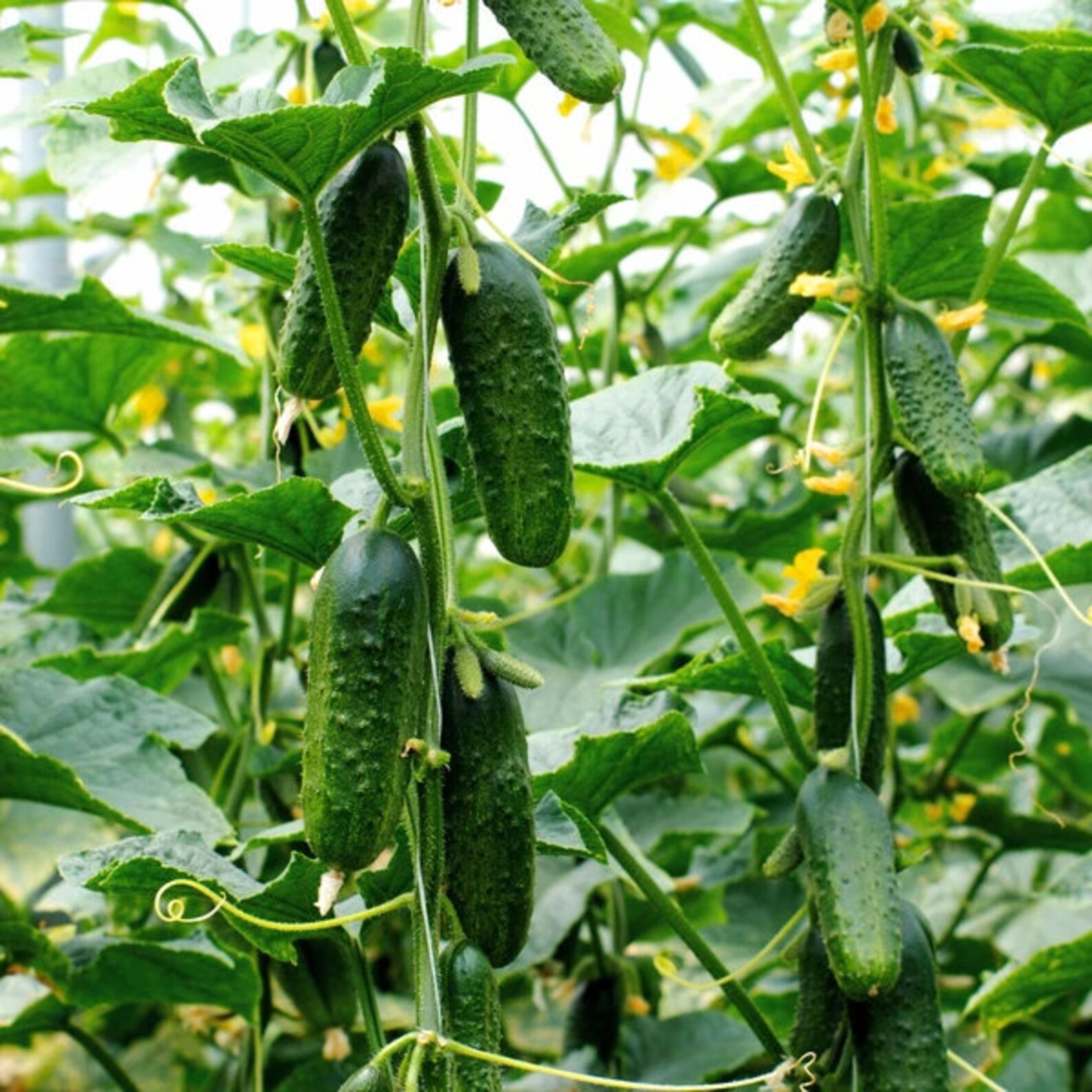 Spacemaster 80 Cucumber Seeds NONGMO Heirloom Fresh Garden Etsy